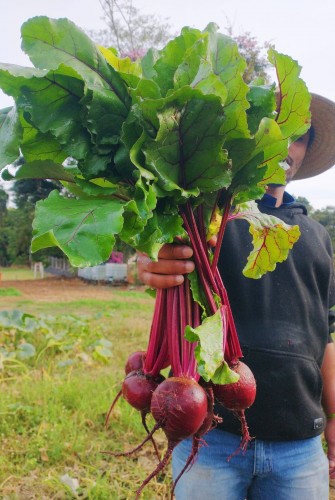 Horta da Fundação Allan Kardec garante oferta de produtos saudáveis e com impacto social